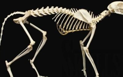 Cat skeleton