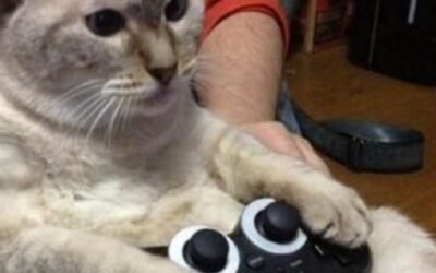 Cat playing game