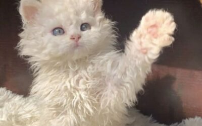 Curly hair cat