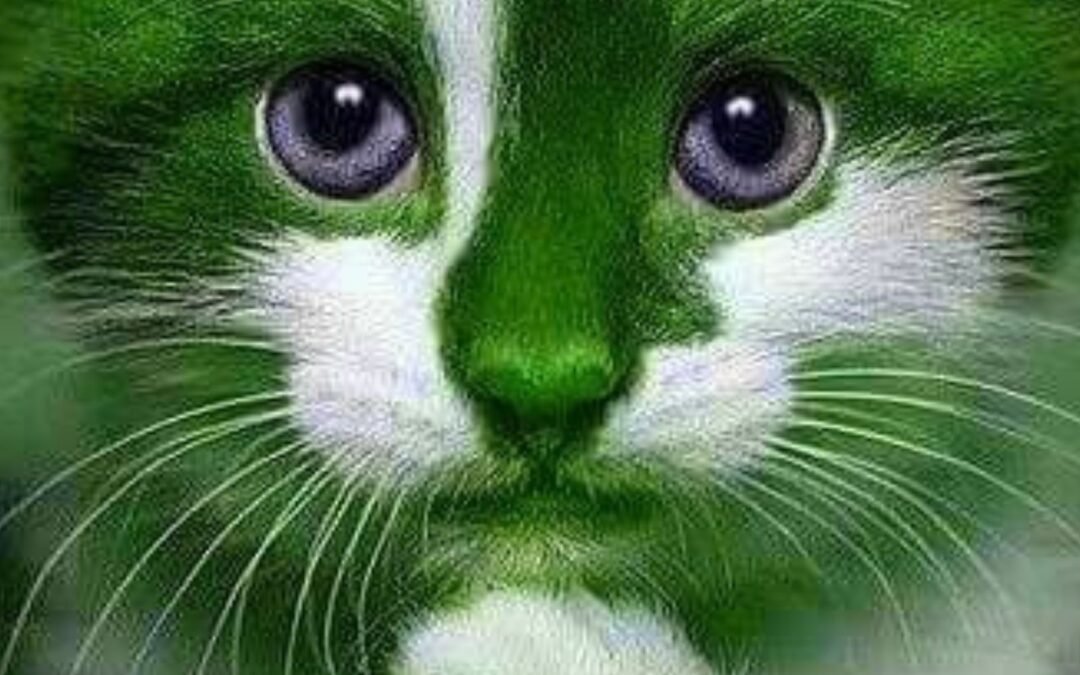 Dark green cat