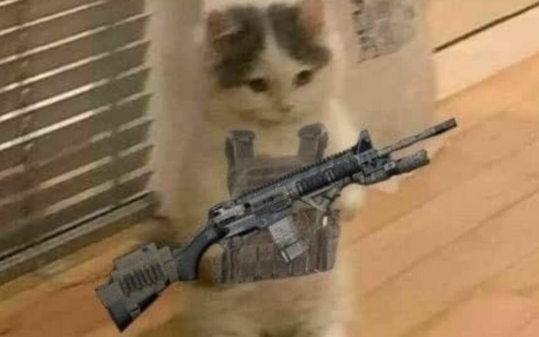 Cat with gun